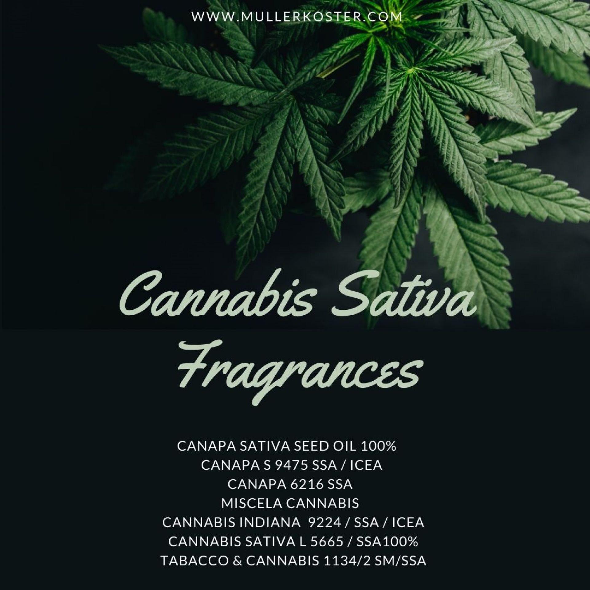 Cannabis Sativa Fragrances